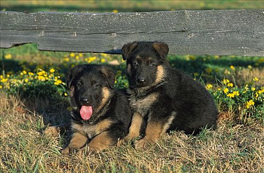 德国牧羊犬,狗,肖像,两个,小狗,坐,一起,栅栏