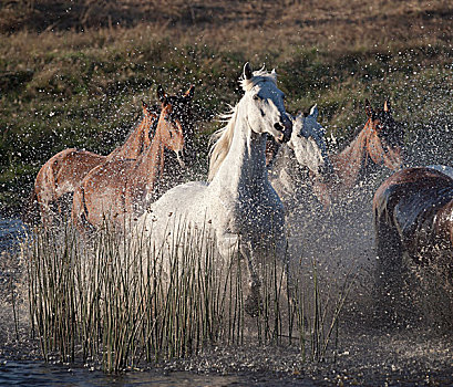 马,跑,水