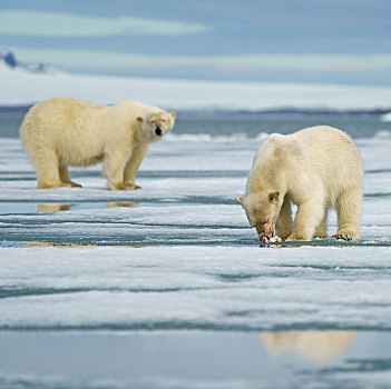 北极熊,小动物,进食,畜体,捕获,海豹,浮冰,背景,斯瓦尔巴特群岛,挪威,北极,欧洲