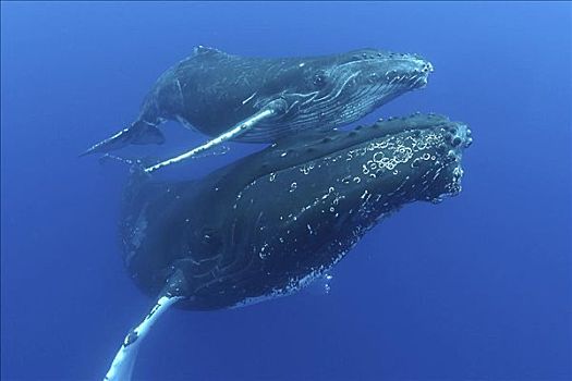 夏威夷,驼背鲸,大翅鲸属,鲸鱼,使用,向上