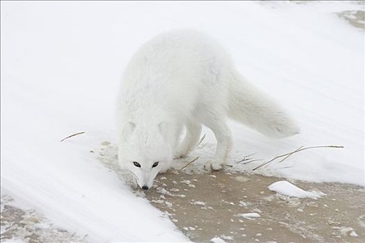 北极狐,寻找,食物,哈得逊湾,海岸,加拿大