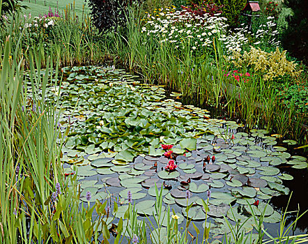 园池,水生植物