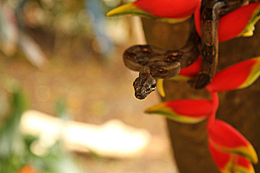 哥斯达黎加,特写,大蟒蛇,包装,枝头,红花