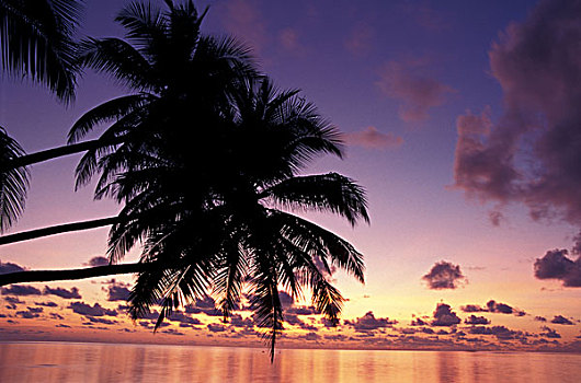 亚洲,马尔代夫,环礁,景色,棕榈树,日落
