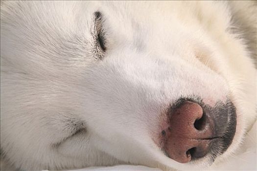 休息,白色,哈士奇犬,雪橇狗,肖像,育空地区,加拿大