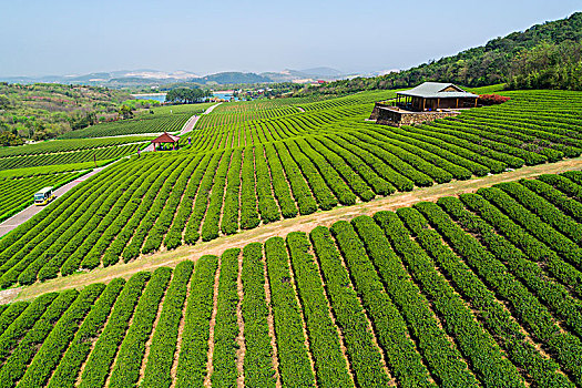 茶园美景