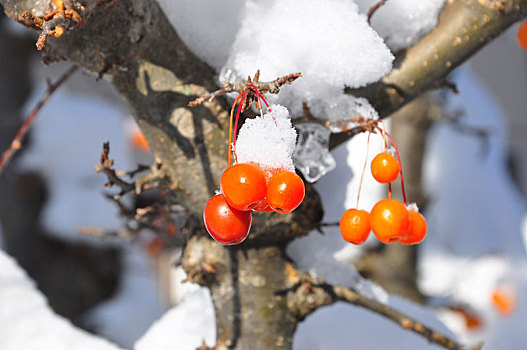 植物,装饰,雪,霜