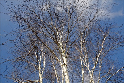 白桦,树,冬天