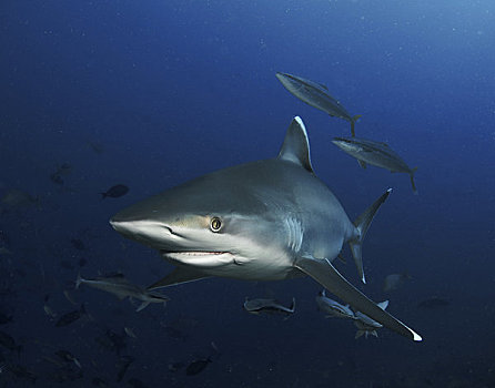 斐济,泻湖,相遇,银鳍鲨,白边真鲨