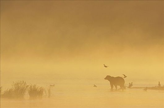 大灰熊,棕熊,海鸥,嘴,布鲁克斯河,晨雾,卡特麦国家公园,阿拉斯加