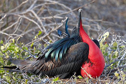 小军舰鸟,红色,喉咙,赫诺韦萨岛,加拉帕戈斯,厄瓜多尔,南美