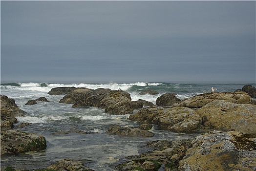 海鸥,岩石上,太平洋海岸,俄勒冈