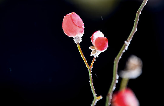 重庆酉阳,雪中月季花娇艳