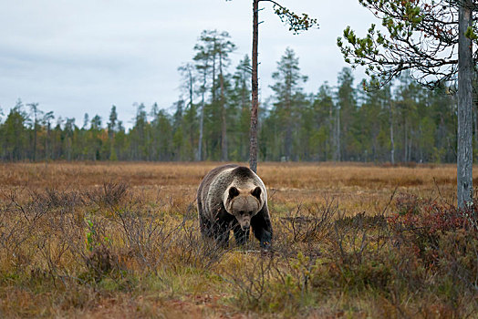 棕熊,雄性,针叶林带,北方,卡瑞里亚,芬兰,欧洲