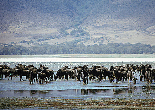 非洲,坦桑尼亚,牧群,蓝色,角马,站在水中,喝