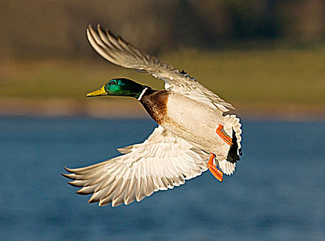 雄性,野鸭,飞行,泻湖,维多利亚,不列颠哥伦比亚省,加拿大