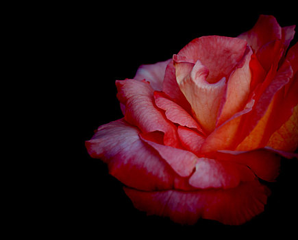 红玫瑰,花,黑色背景,背景