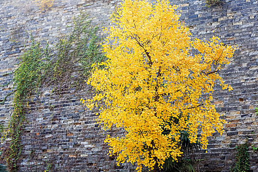 南京明城墙根金黄色的银杏树