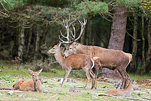 赤鹿,鹿属,鹿,成年,一对,杜鹿,舔,雌鹿,发情期,自然保护区,英格兰,英国,欧洲