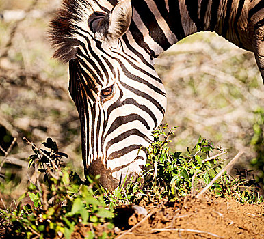 模糊,南非,野生动物,自然保护区,野生,斑马