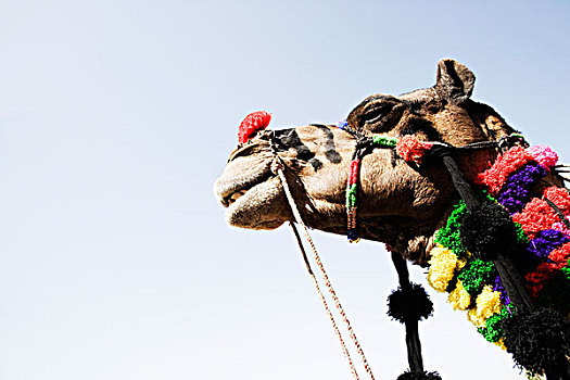 仰视,骆驼,普什卡,拉贾斯坦邦,印度