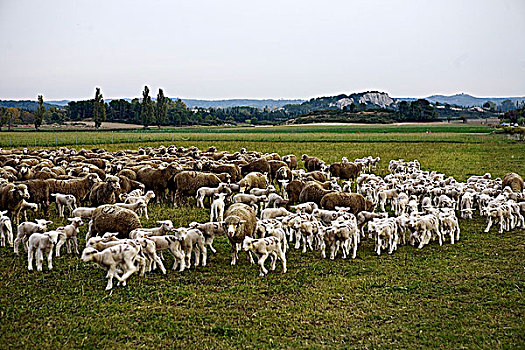 法国,普罗旺斯,羊羔