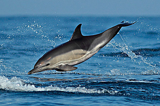 真海豚,成年,跳跃,海洋,阿尔加维,葡萄牙,欧洲