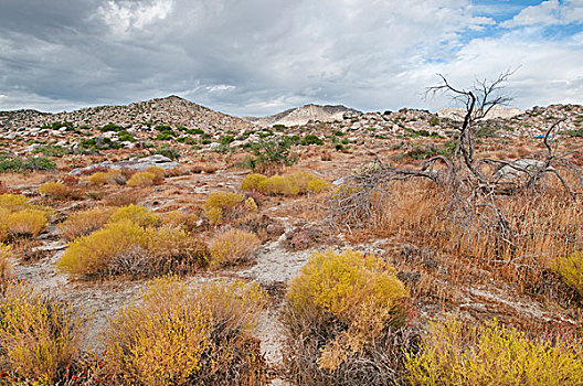 安萨玻里哥沙漠州立公园,科罗拉多,荒芜,春天,加利福尼亚,美国