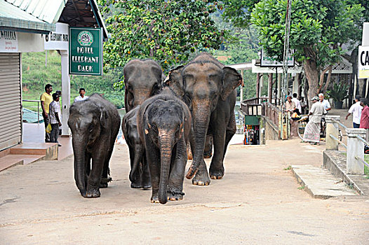 东南亚,斯里兰卡,品纳维拉,大象,动物收容院,群,乡村