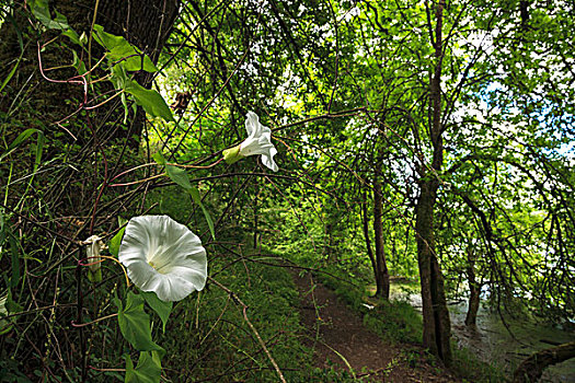 美国,俄勒冈,波特兰,橡树,仰视,野生动植物保护区,树篱,牵牛花,小路