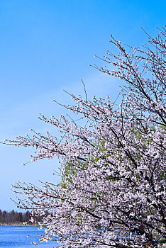 樱花烂漫