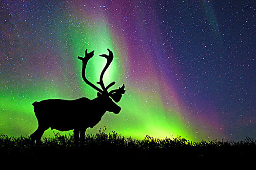 北美驯鹿,雄性动物,驯鹿属,剪影,北极光,中心,加拿大西北地区