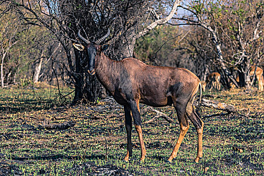 博茨瓦纳,奥卡万戈三角洲,普通,转角牛羚