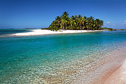 孤单,岛屿,海滩,棕榈树,环礁,土阿莫土群岛,社会群岛,向风群岛,法属玻利尼西亚,大洋洲