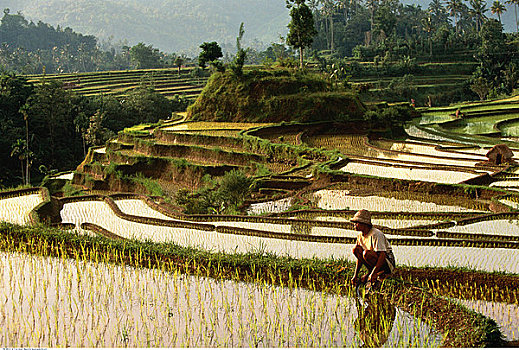 工作,阶梯状,稻田,靠近,巴厘岛,印度尼西亚