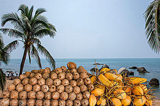 海南兴隆南国热带雨林游览区门前的椰子水果摊