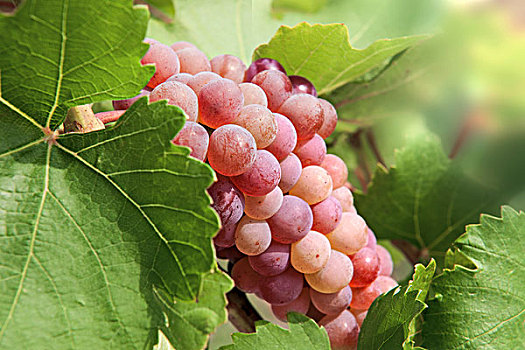 葡萄,输入,白葡萄酒,叶子,葡萄园,下奥地利州