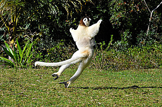 马达加斯加狐猴,特色,移动,马达加斯加,非洲,印度洋