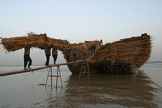 大运河扬州进入长江,这是长江上的运送芦苇的船只