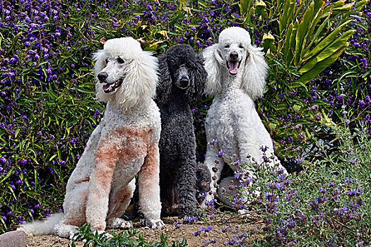 美国,加利福尼亚,三个,贵宾狗,坐,一起,正面,紫花