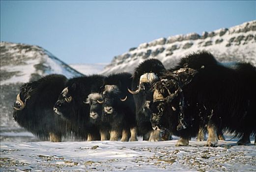 麝牛,牧群,防御,排列,艾利斯摩尔岛,加拿大