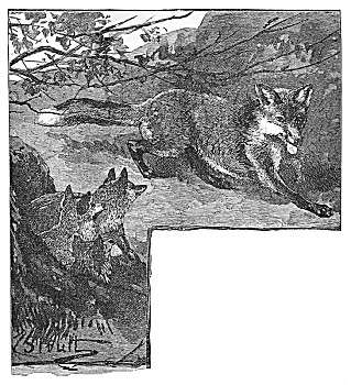 狐狸,幼兽,艺术家,海伦娜