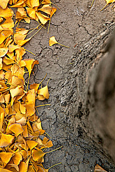 秋天落满黄色银杏叶的使馆街