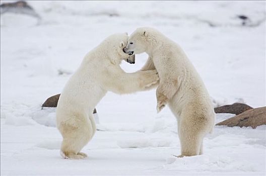 两个,北极熊,打闹,丘吉尔市,曼尼托巴,加拿大