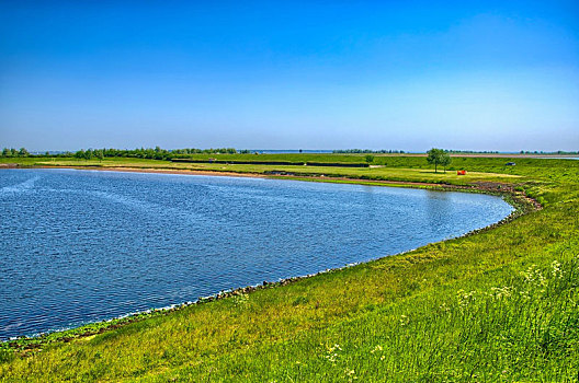 湖,岸边,青草,晴天,荷兰