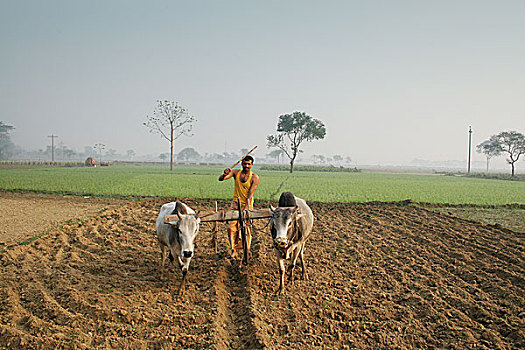 孟加拉,农民,犁,牛,稻田,二月,稻米,作物