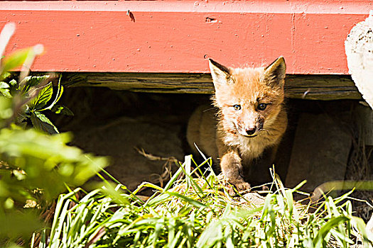 幼小,红狐,狐属,室外,下方,附属建筑,假的,西南方,阿拉斯加,美国
