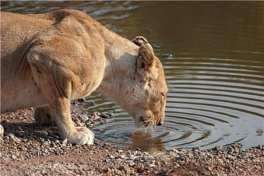 狮子,饮用水