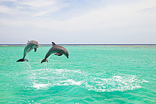 海湾群岛,洪都拉斯,宽吻海豚,钥匙,胜地,加勒比海