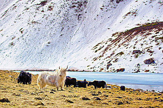 雪山下的白牦牛